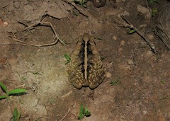 Rhinella crucifer