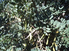 Ceratonia siliqua
