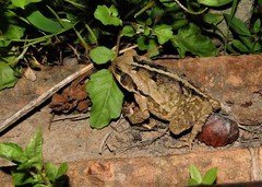 Rhinella crucifer