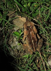 Rhinella crucifer