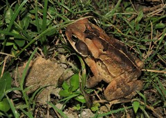 Rhinella crucifer