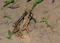 Rhinella crucifer