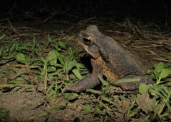 Rhinella crucifer