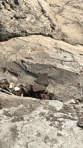 Guineafowl Butterfly