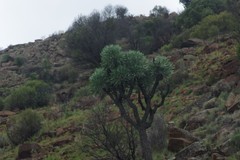 Cussonia paniculata