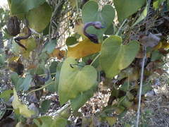 Aristolochia baetica