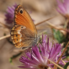 Coenonympha corinna