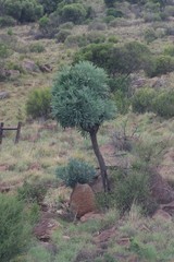 Cussonia paniculata