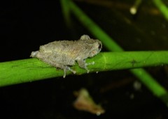 Scinax nebulosus