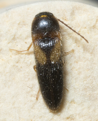 Ampedus areolatus
