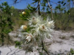 Verticordia cunninghamii