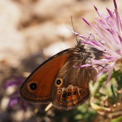 Coenonympha corinna