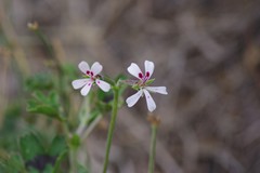 Pelargonium ranunculophyllum