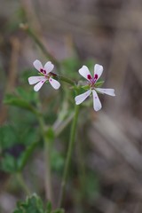 Pelargonium ranunculophyllum
