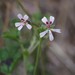 Cave Storksbill - Photo (c) Craig Peter, some rights reserved (CC BY-NC), uploaded by Craig Peter