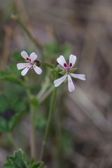 Pelargonium ranunculophyllum