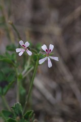 Pelargonium ranunculophyllum