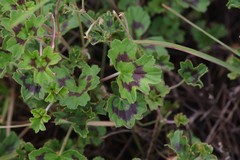 Pelargonium ranunculophyllum