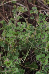 Pelargonium ranunculophyllum