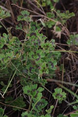 Pelargonium ranunculophyllum