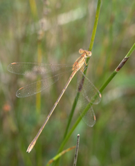 Lestes concinnus