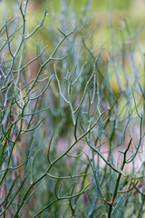 Acacia aphylla
