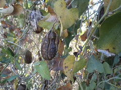 Aristolochia baetica