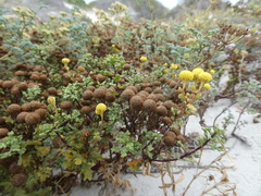 Oncosiphon sabulosus