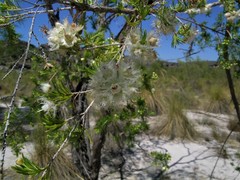 Verticordia cunninghamii