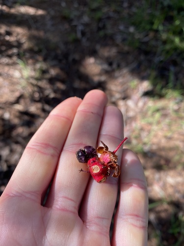 peeling plane (Ochna pulchra)