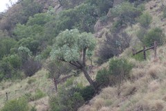 Cussonia paniculata