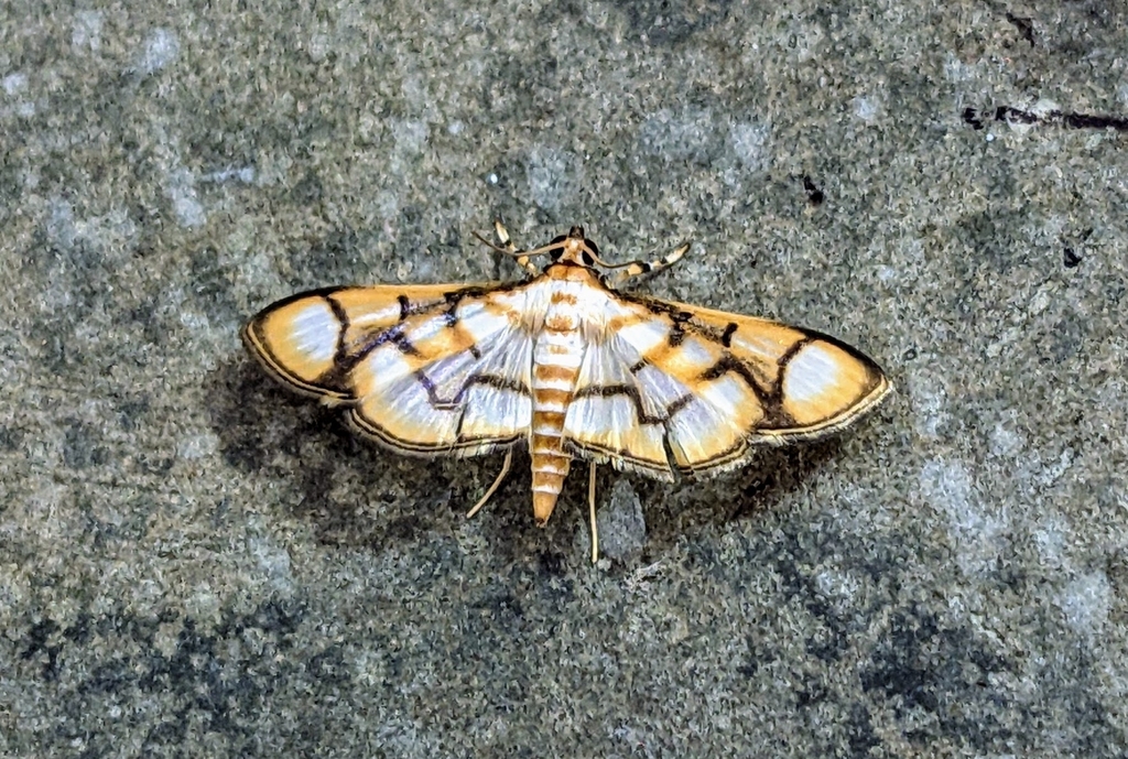 Omiodes camphorae