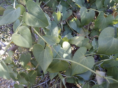 Aristolochia baetica