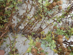 Oncosiphon sabulosus