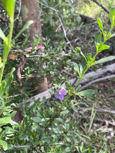 Blue Bellbush (Freylinia tropica)