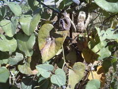 Aristolochia baetica