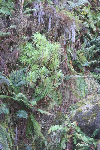 Haleakala Lobelia (Lobelia grayana)