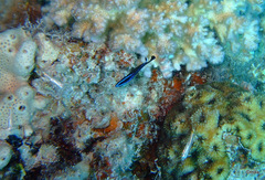 Larabicus quadrilineatus