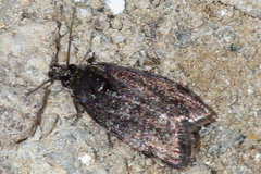 Asarta aethiopella