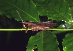 Phaeoparia aequatorialis