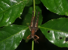 Phaeoparia aequatorialis