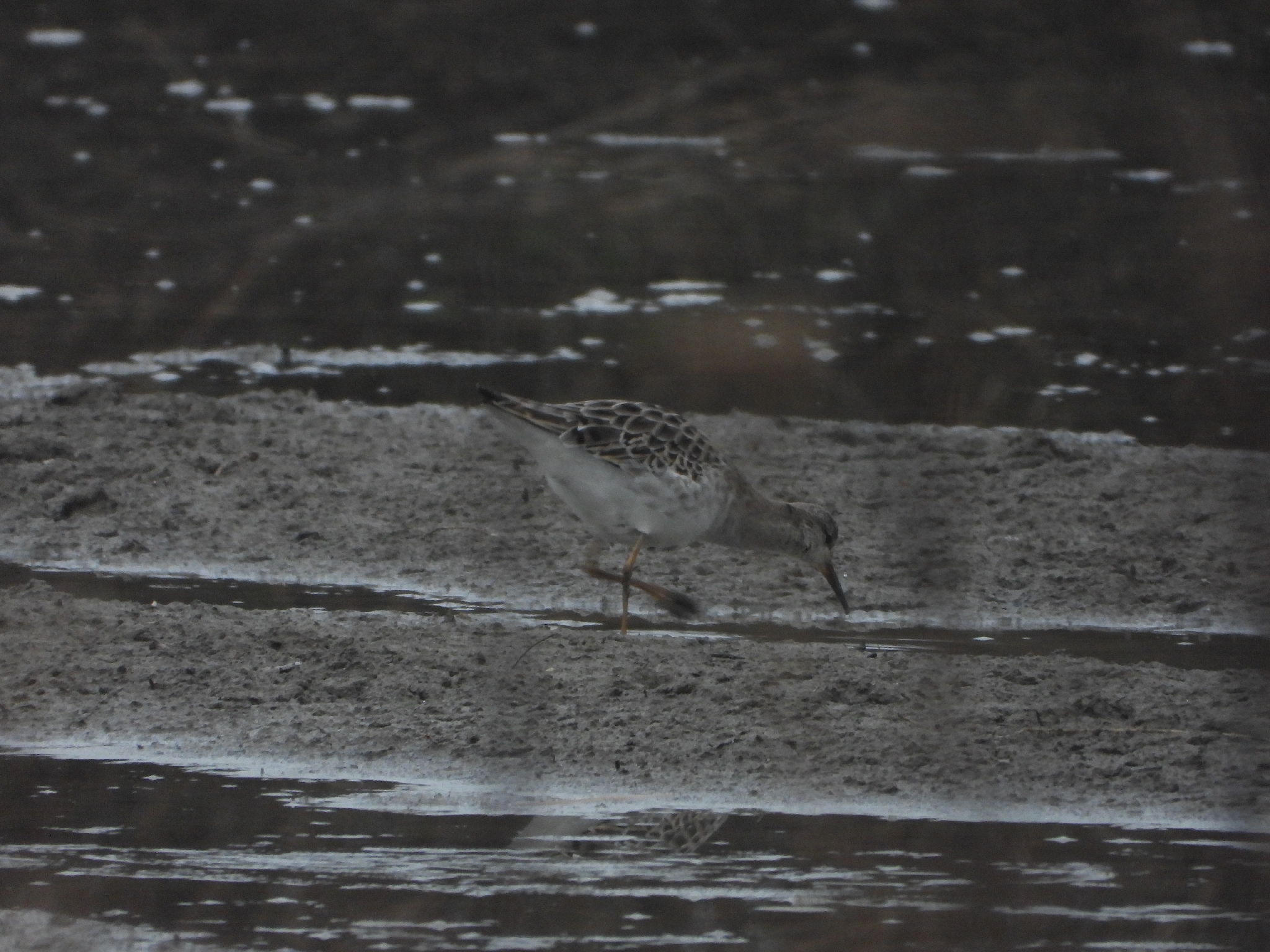 Ruff (Calidris pugnax), photo 3