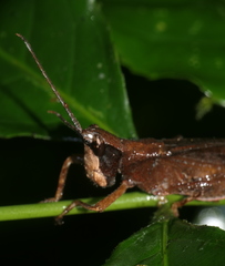 Phaeoparia aequatorialis
