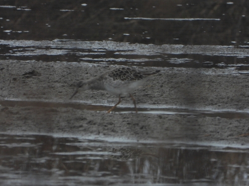 Ruff (Calidris pugnax), photo 4