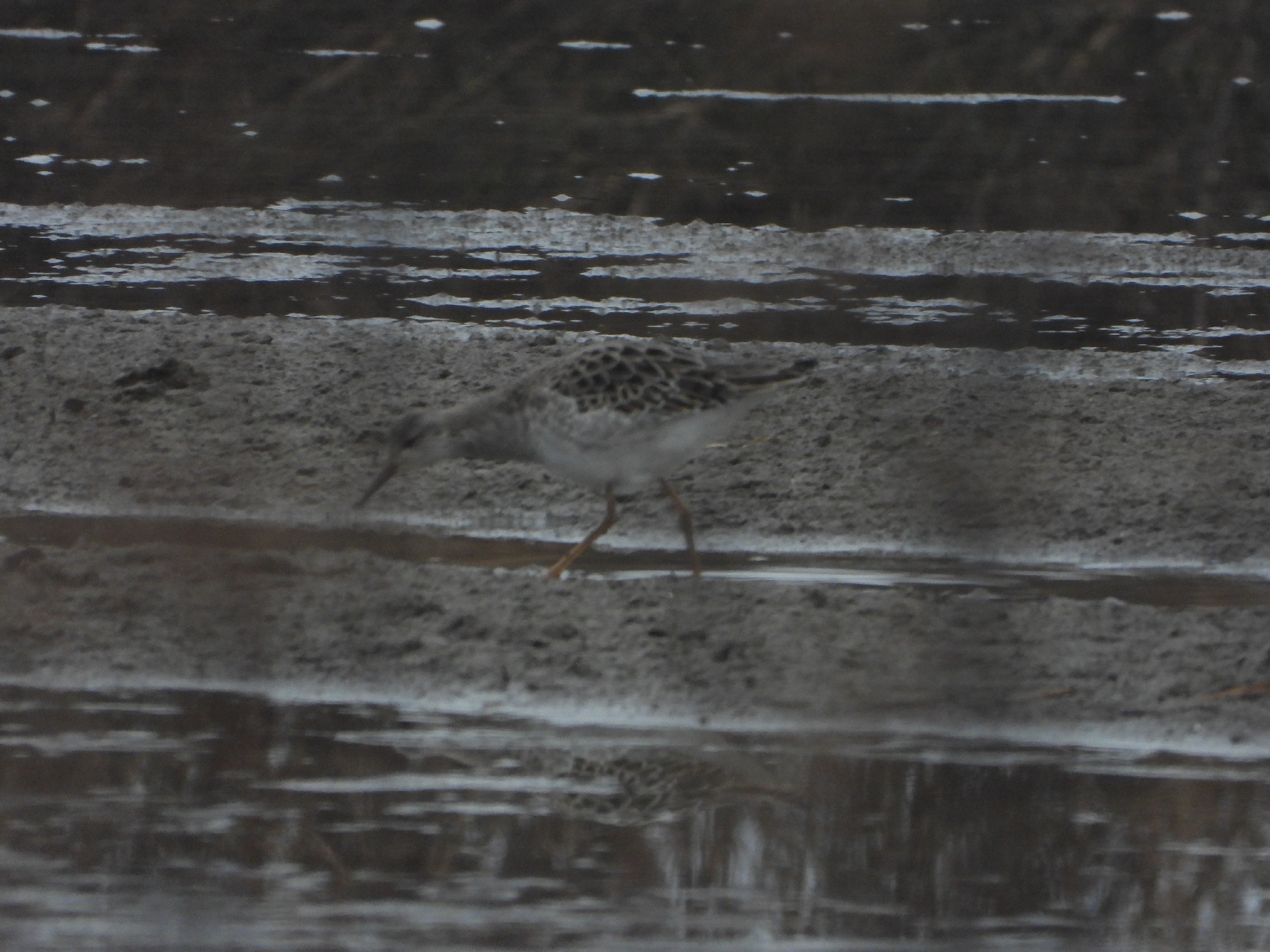 Ruff (Calidris pugnax), photo 4