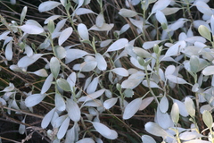 Geranium cuneatum tridens