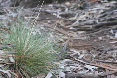 Deschampsia nubigena