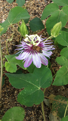 Passiflora foetida — photo 2