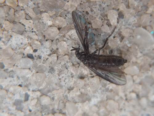 Unknown species found near Bay Lake, FL, USA