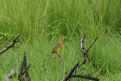 Yellow-throated Longclaw (Macronyx croceus), photo 3